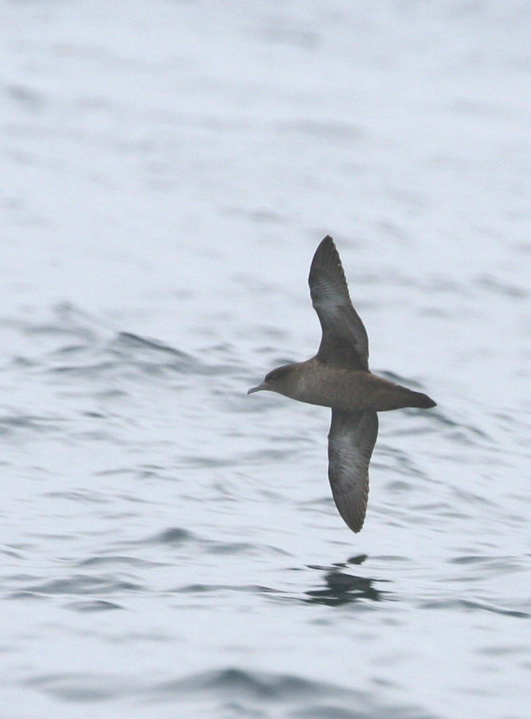 Sooty Shearwater