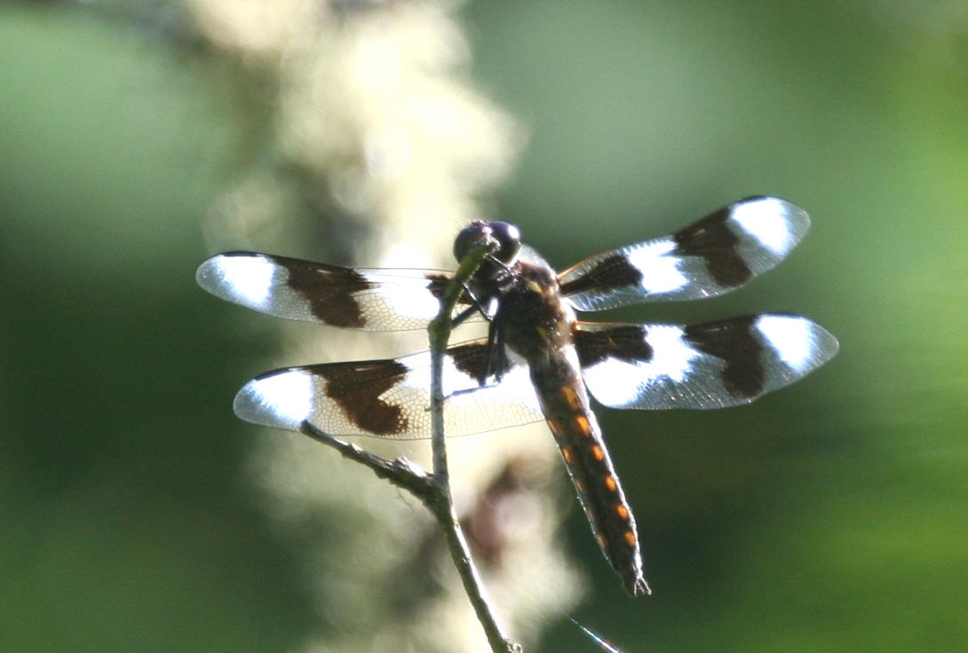 Eight-spotted Skimmer