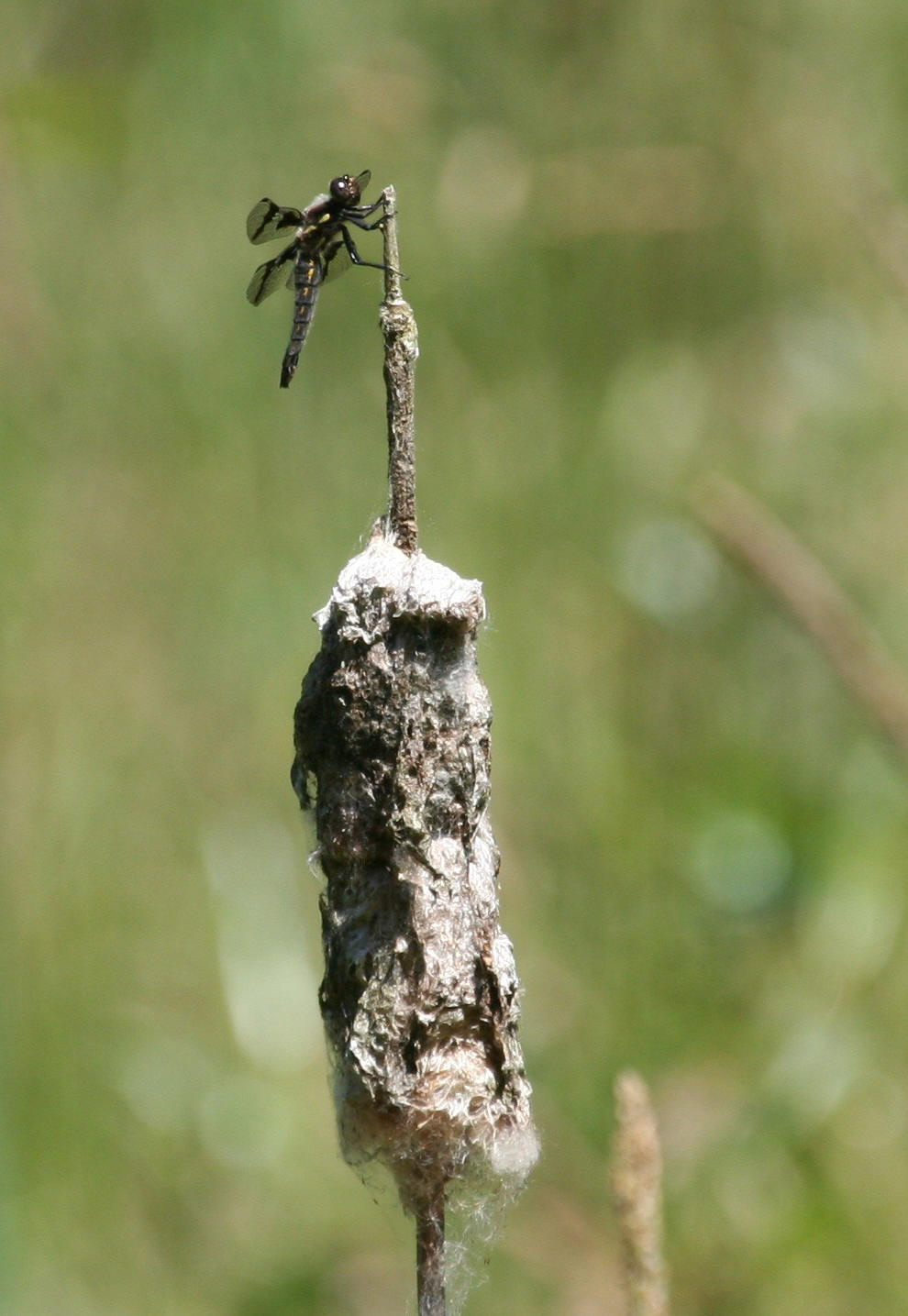 Eight-spotted Skimmer