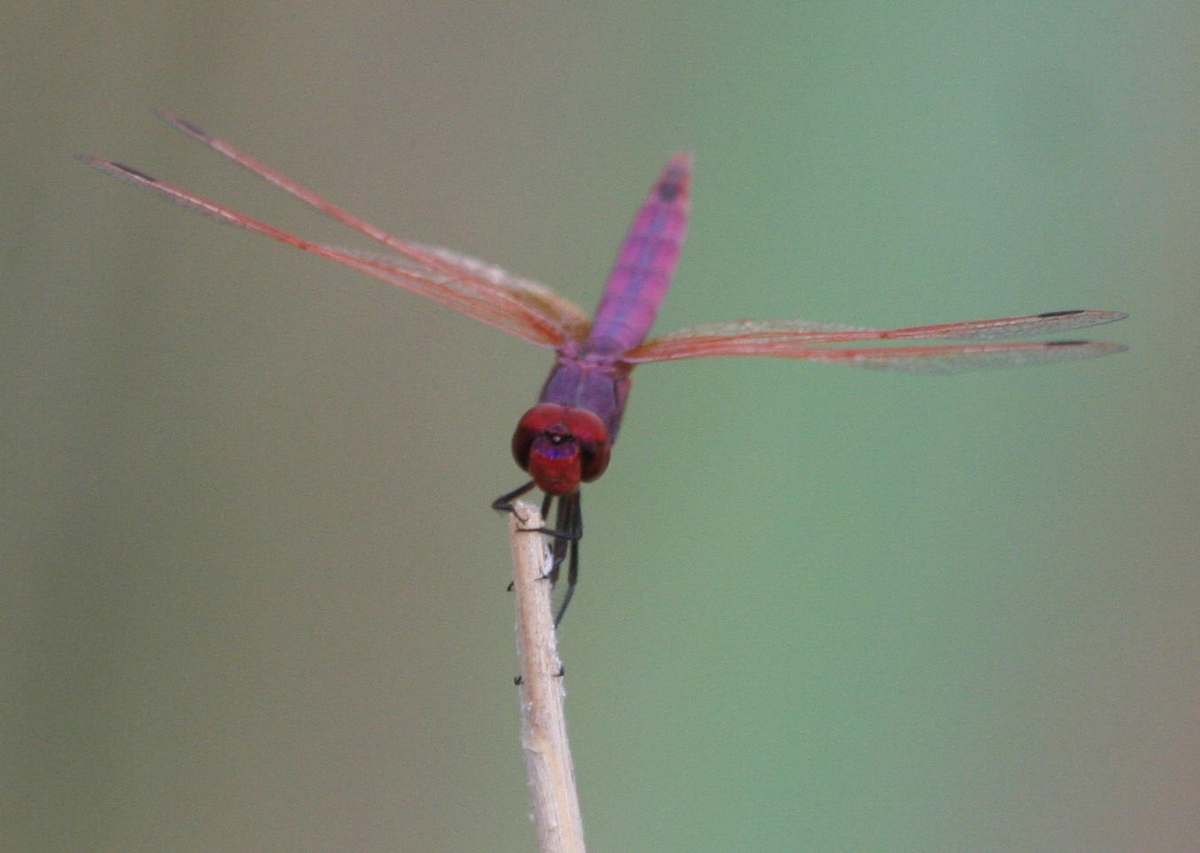 Red Meadowhawk sp.?