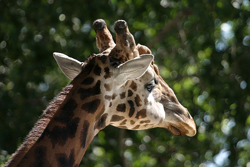 Giraffe