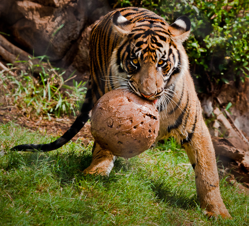 Want to play ball with me?  Come on in    :-(