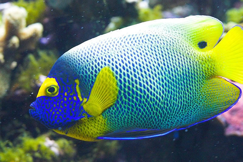 Fish