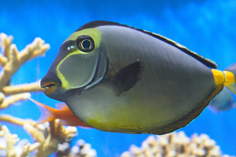 Fish