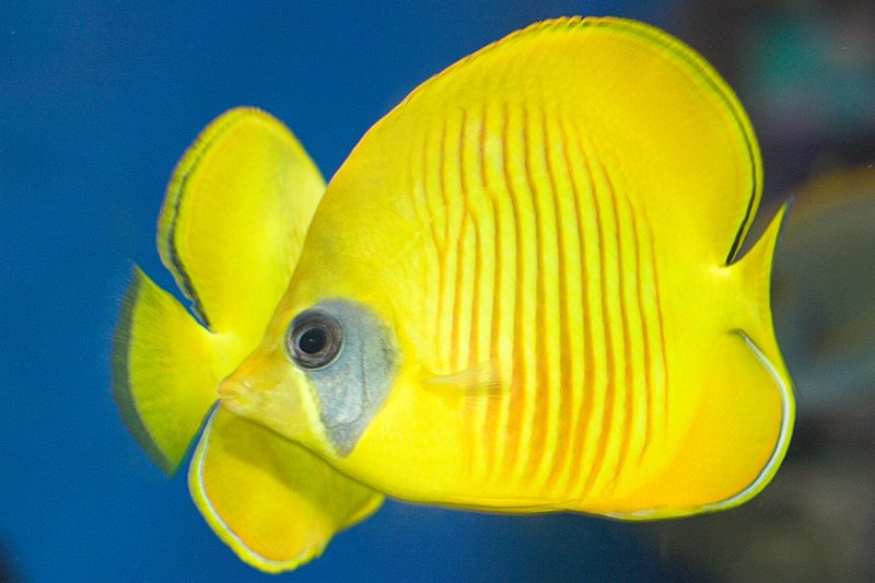 Butterfly Fish