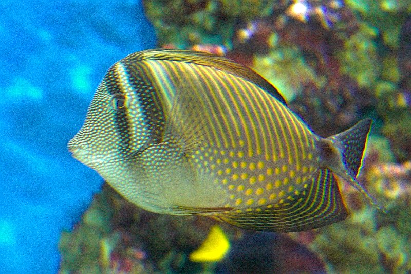 Fish