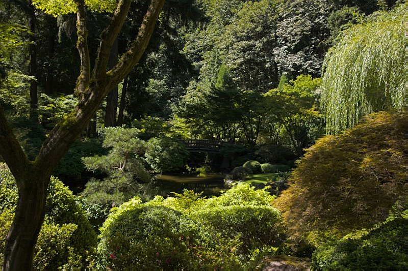 Pond and Bridge