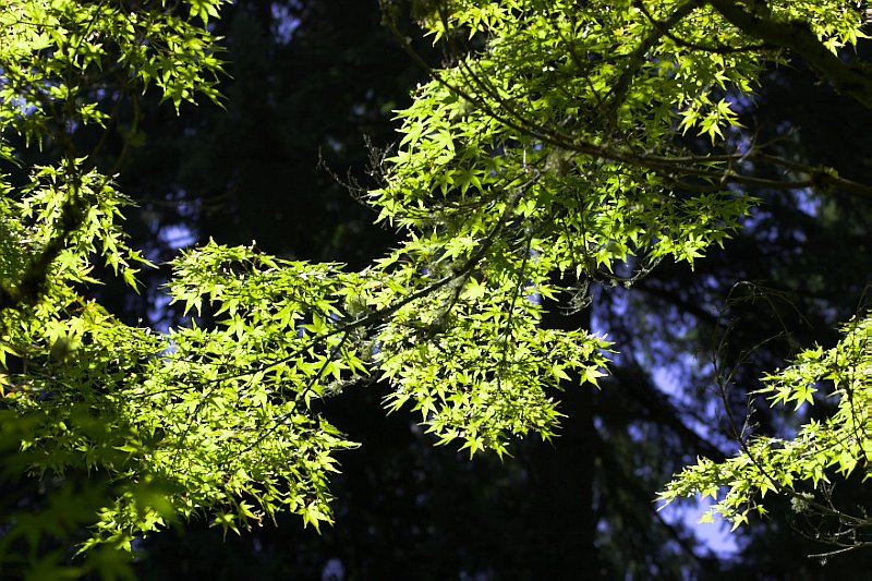 Green Maple Leaves 1