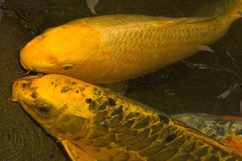 Koi 4
