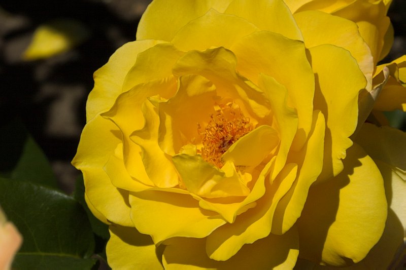 Rose 3