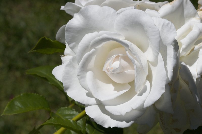 Rose 12