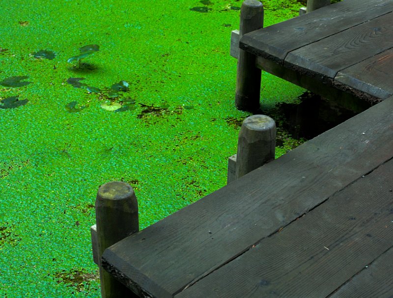 Pond(ering)
