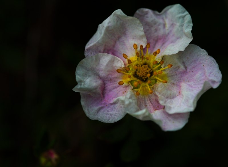 Emerging