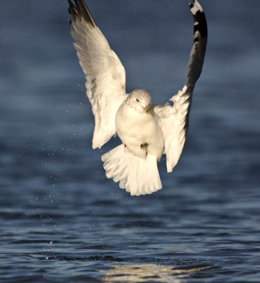 Common Gull (Larus canus)