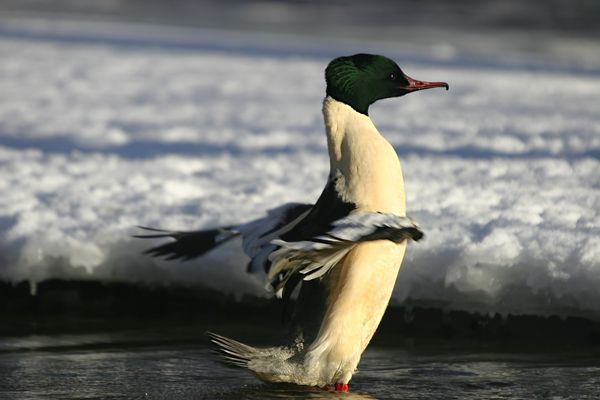 Goosander((Mergus merganser (Male))