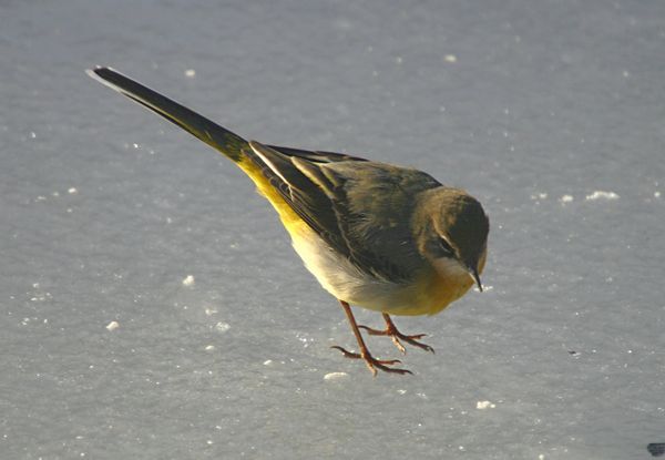 Grey Wagtail (Motacilla flava)