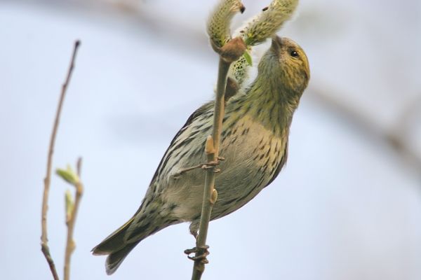 Eurasian Siskin (Carduelis spinus)