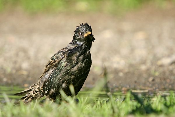 Common Starling (Sturnus vulgaris)