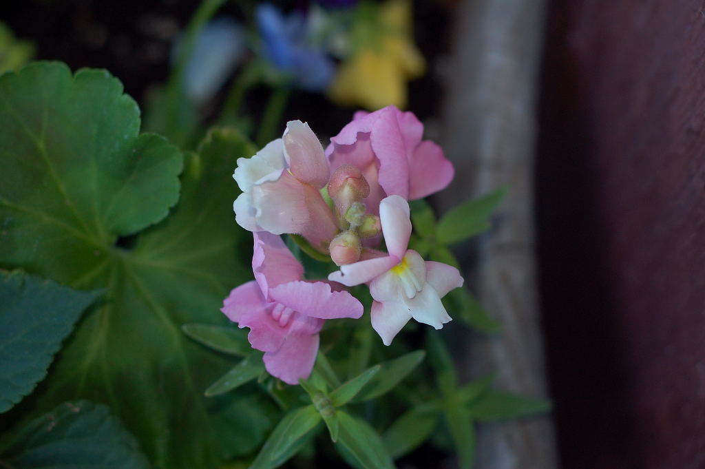 DSC_03250001.JPG