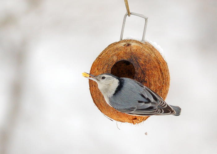 White-breasted Nuthatch