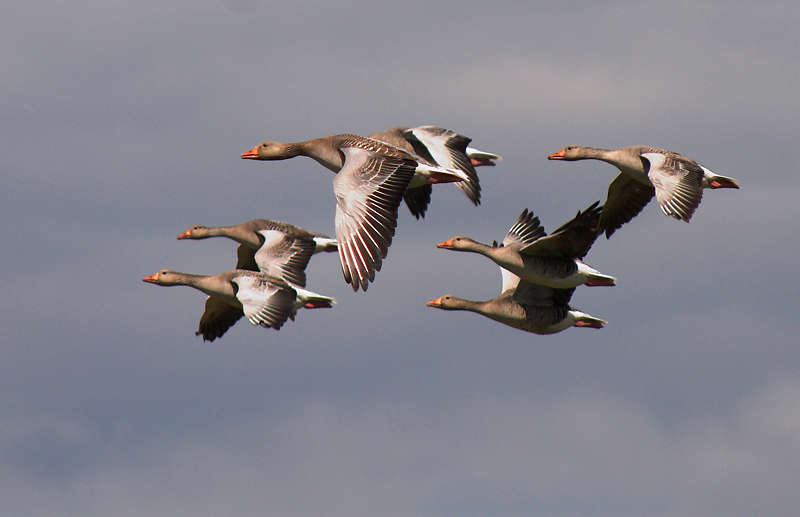 Grey Lag Goose (Grgs)