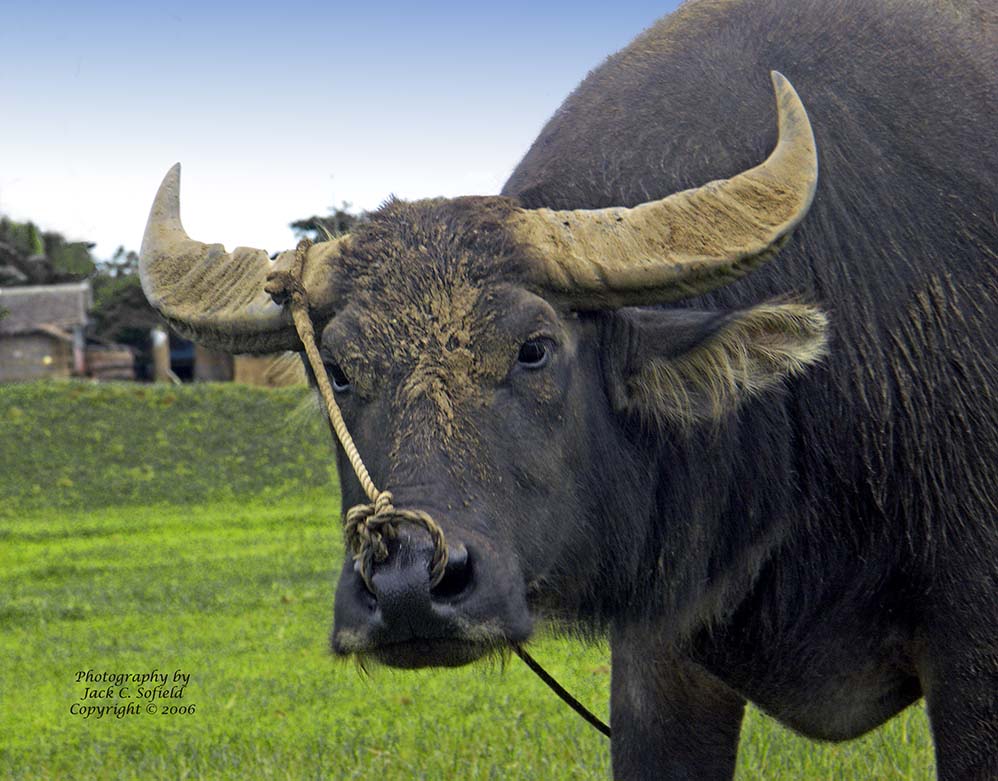 Water Buffalo