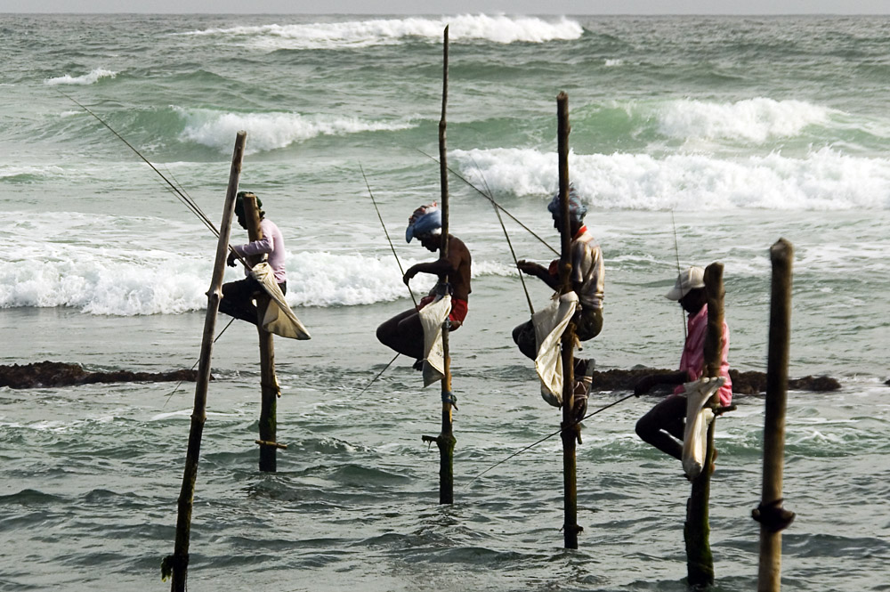 Welligamas famous stilt fishermen