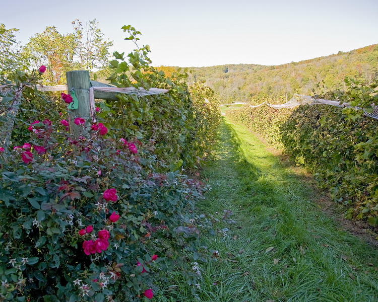 Cave Ridge Vineyard