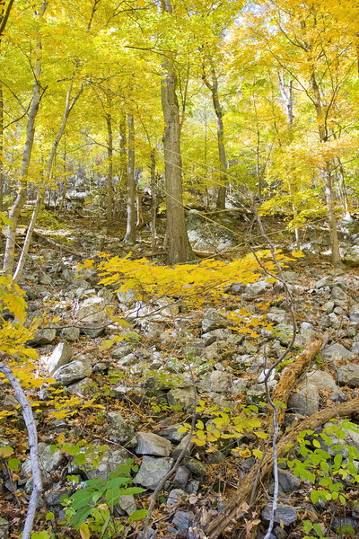 Above Millertown Road, Shenandoah Co., VA