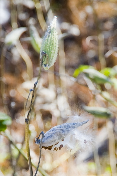 Milkweed On Devils Hole Mountain