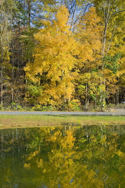 Fall Reflections