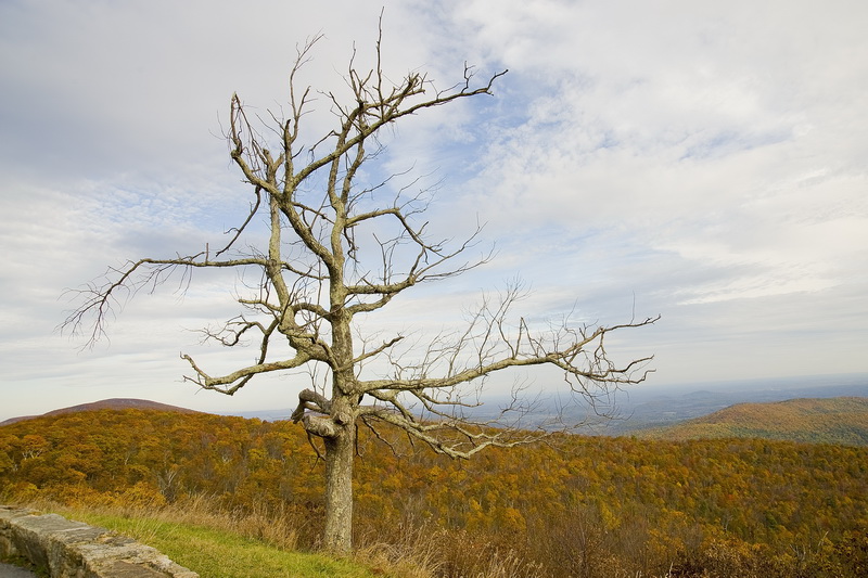 Skyline Drive, VA