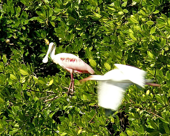 Roseate Spoonbill and White Ibis DSCN4469-Web8x10.jpg