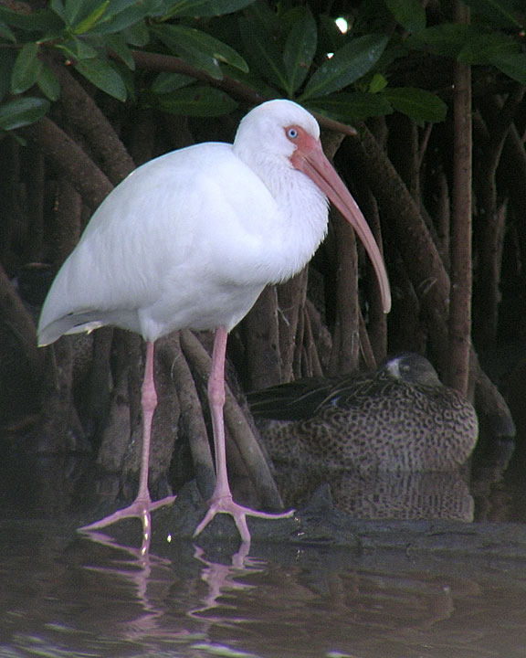 White Ibis and Blue-winged Teal DSCN4677-Web8x10.jpg