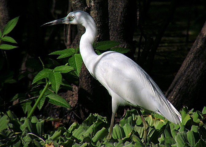 Little Blue Heron DSCN4969-Web5x7.jpg