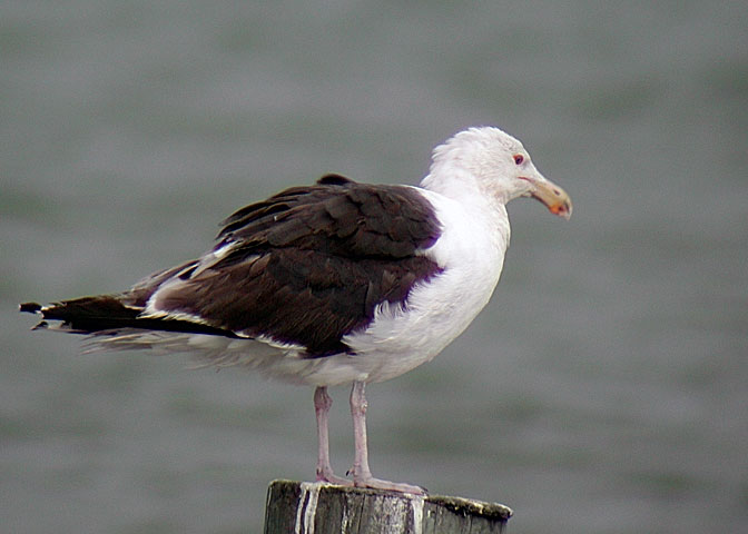 Great Black-backed Gull DSCN0790-Web5x7.jpg
