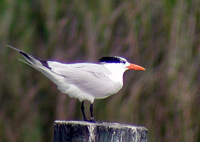 Royal Tern DSCN0788-Web5x7.jpg