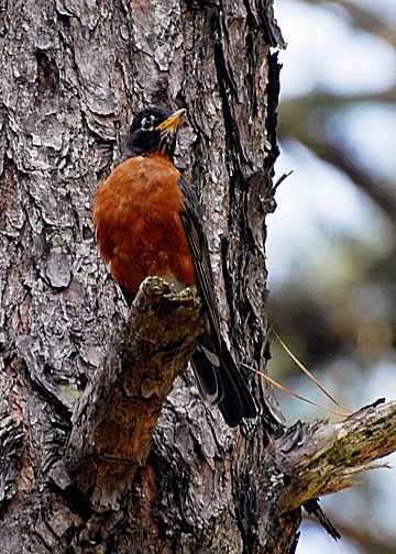 American Robin