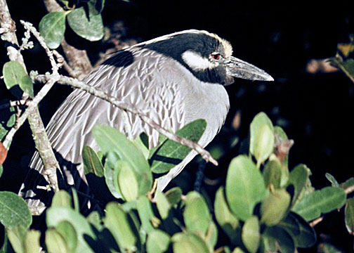 Yellow-crowned Night-Heron DSCN1127-Web5x7.jpg