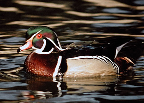 Wood Duck DSCN1246-Web5x7.jpg