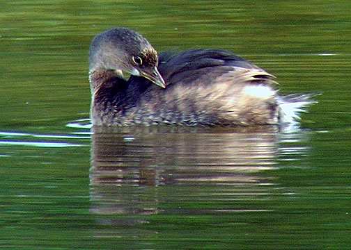Pied-billed Grebe DSCN4073-Web5x7.jpg