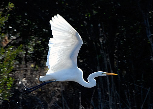 Great Egret 