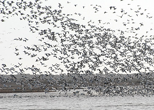 Snow Goose DSC_16474-Web5x7.jpg