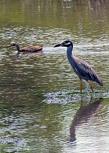 Clapper Rail & Yellow-crowned Night-Heron