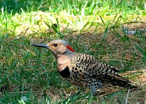 Northern Flicker DSC_12151-Web5x7.jpg