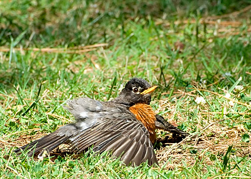 American Robin
