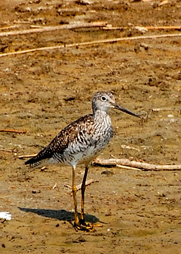 Lesser Yellowlegs DSC_12318-Web5x7.jpg