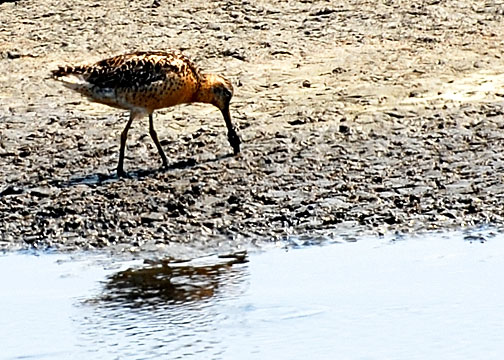 Short-billed Dowitcher DSC_12320-Web5x7.jpg
