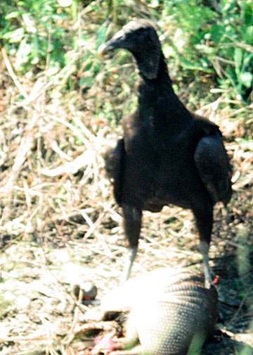 Black Vulture DSCN1414-Web5x7-2007.jpg