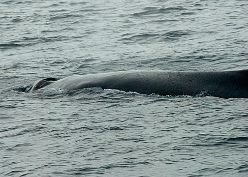 Humpback Whale DSC_12734-Web5x7.jpg